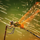 Illustration for article titled The Best Nature Photo of the Year